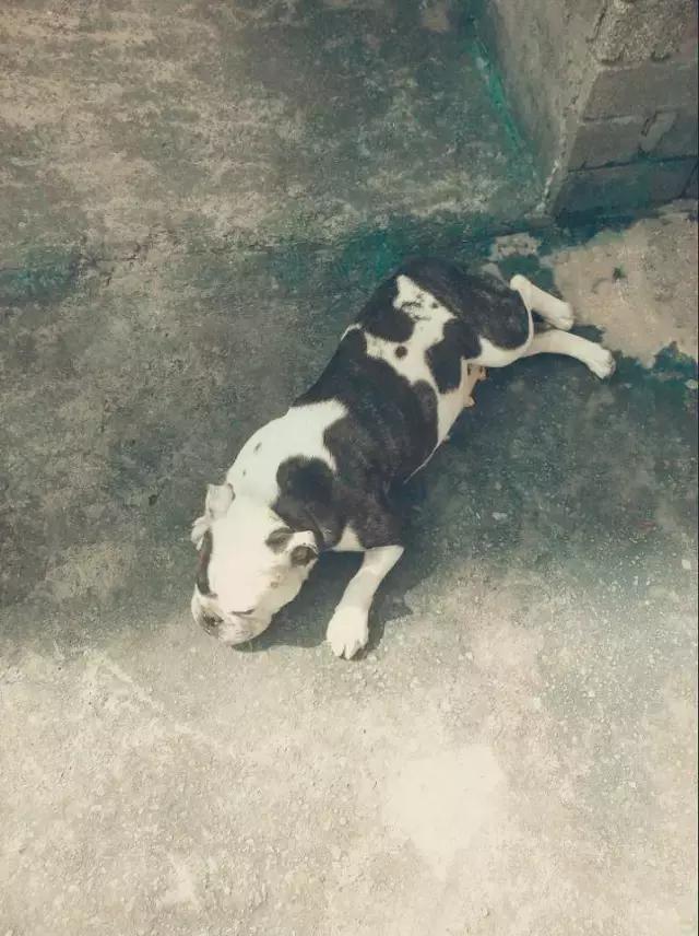 这6种情况不能洗澡,有这五个状况说明狗狗不健康