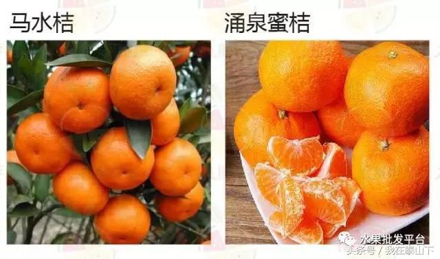 水果分类分为哪几类,超市水果分类表一览表