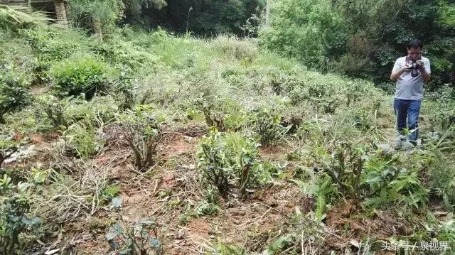 漳平水仙寻茶,永春特级老枞水仙价格