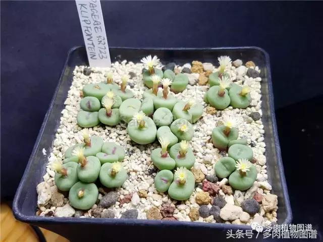 肉锥蜕皮要注意什么,蜕皮期的肉锥怎么服盆