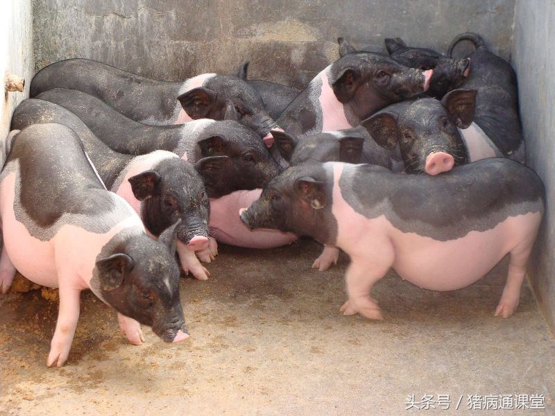 猪赖皮是什么原因引起的,猪严重癞皮怎么治