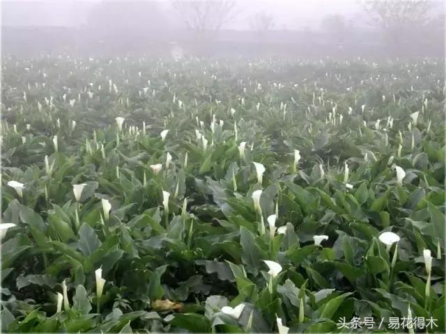 如何才能让马蹄莲复花,马蹄莲什么时候休眠什么时候开花