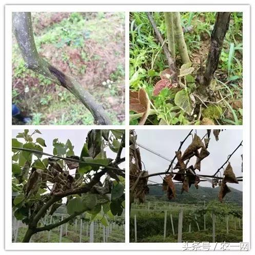 植保专家魏明:一堂讲课引发的一次远行