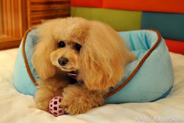 如何训练狗狗定点解大小便,快速教会狗狗定点排便