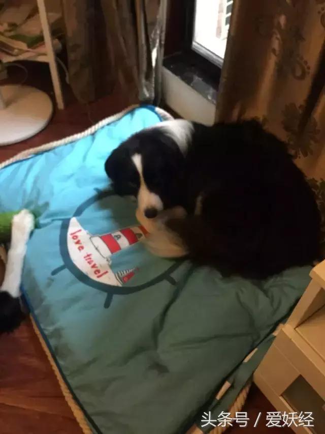 狗狗水床,爱妖经