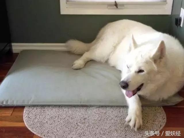 狗狗水床,爱妖经