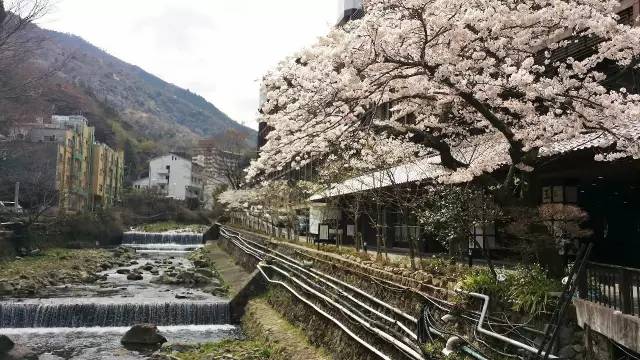 东京真的太好玩了,东京亲子自由行攻略