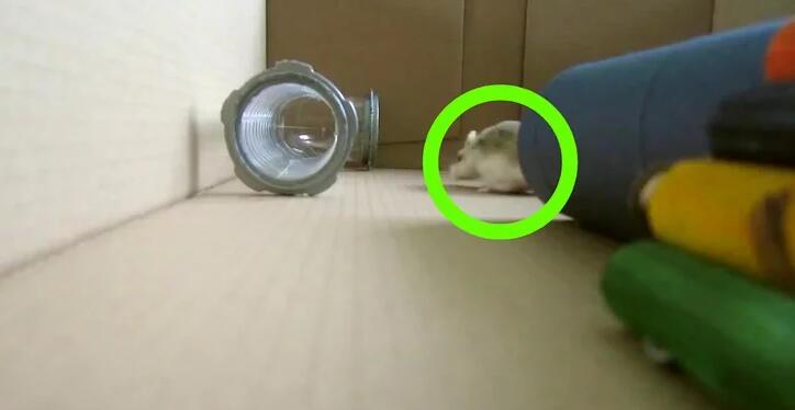 仓鼠在笼子里怎么跟我们接触,怎么让仓鼠趴笼子里去玩