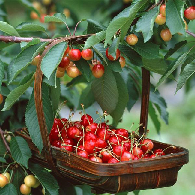 眉山市车厘子采摘一日游,眉山车厘子采摘园附近