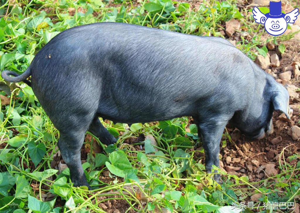 养猪技术一招教你辨别猪病,养猪必须知道猪的七大习性