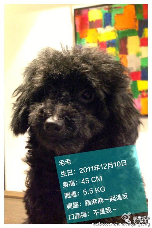 萧敬腾领养狗狗,萧敬腾领养孩子