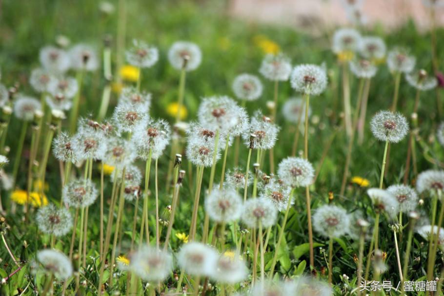 蒲公英能治疗结节和癌症吗,治疗癌症老中医药方蒲公英