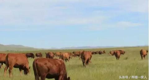安格斯牛肉知识大全,安格斯肉牛养殖基地