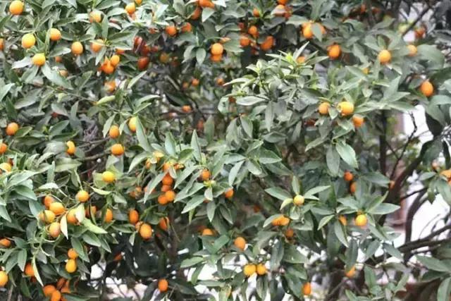 行营慈利X11战队，掐鱼比赛火爆上演