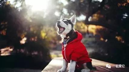 宠知识|倡议领养代替购买