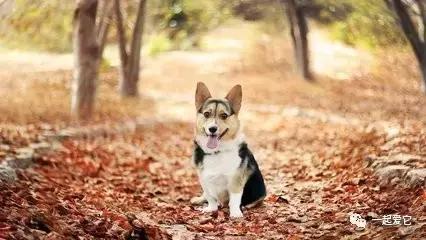 宠知识|倡议领养代替购买