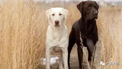 宠知识|倡议领养代替购买