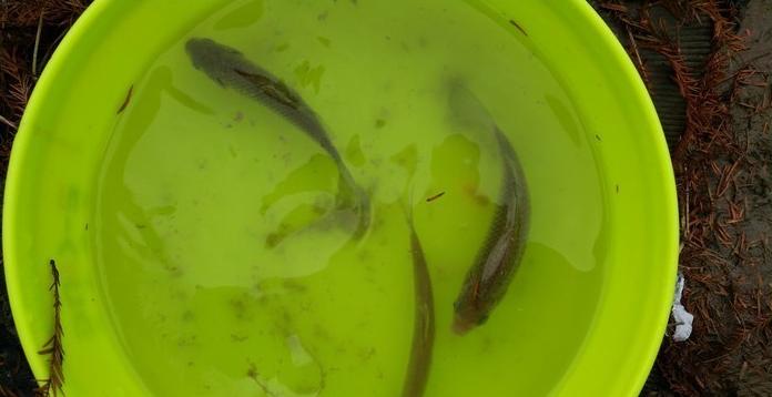 有毛不算秃含义,有毛不算秃怎么回复