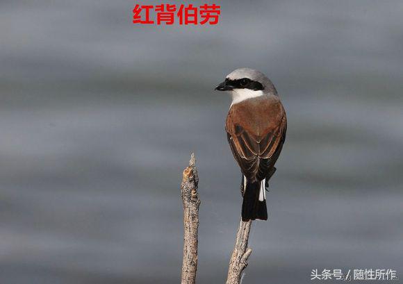 伯劳饲养对人体有什么危害,伯劳幼鸟怎么养