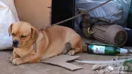 养宠知识狗狗呕吐了怎么办,养宠小知识狗狗掉毛补什么营养