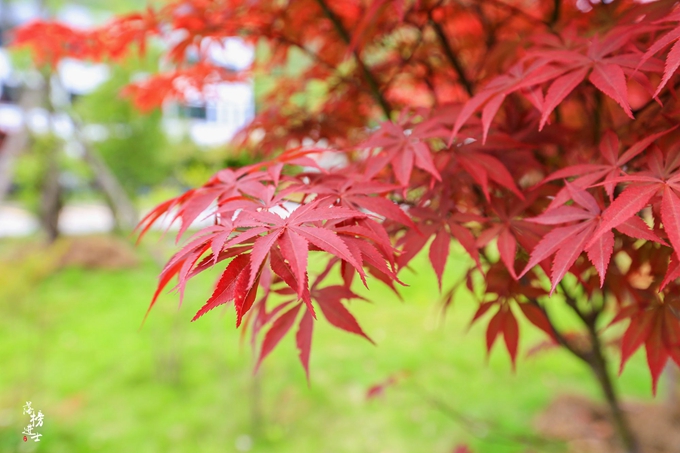 哪儿有原始森林拍照的景区,冬天适合拍照的原始森林