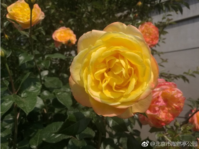 北京月季花海在哪里,北京最美月季景点