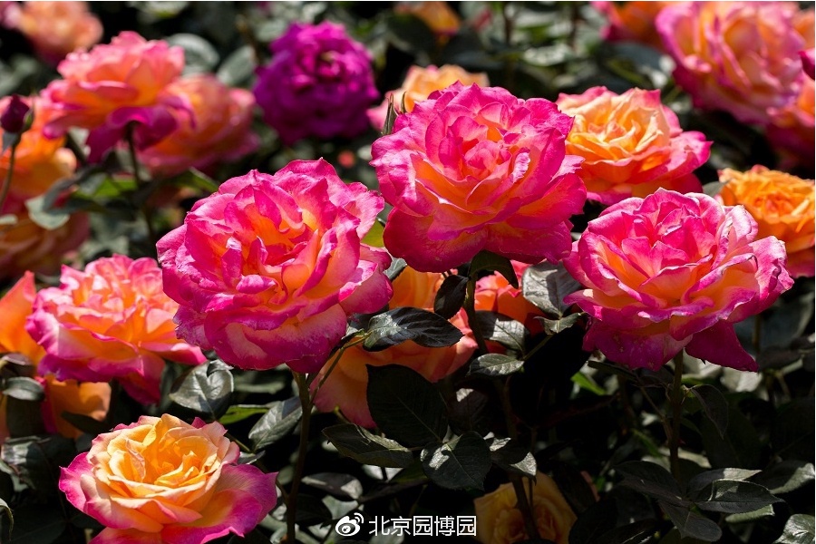 北京月季花海在哪里,北京最美月季景点