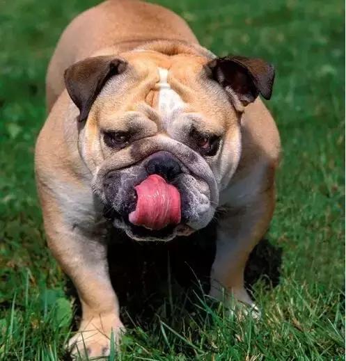 这6种情况不能洗澡,有这五个状况说明狗狗不健康