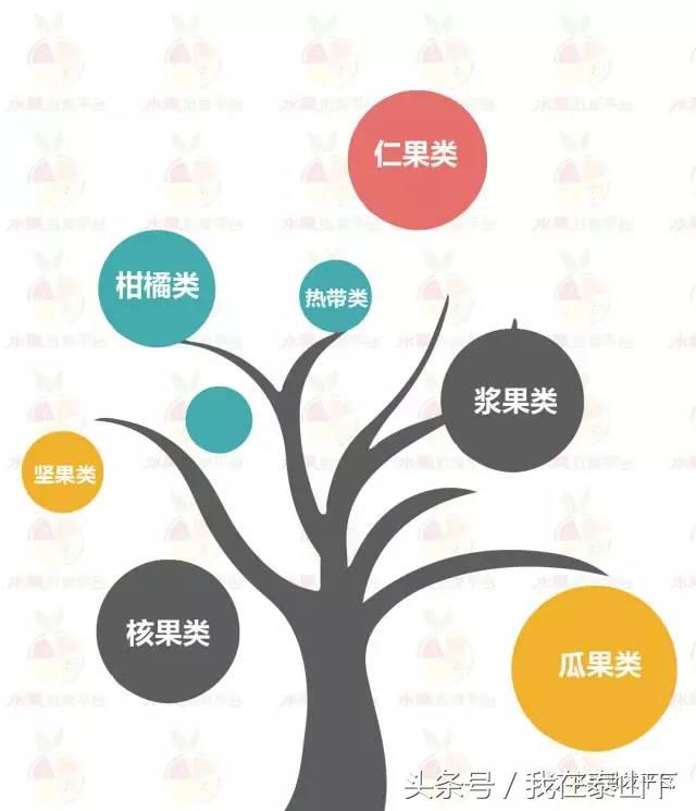 水果分类分为哪几类,超市水果分类表一览表
