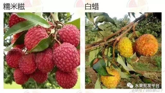 水果分类分为哪几类,超市水果分类表一览表