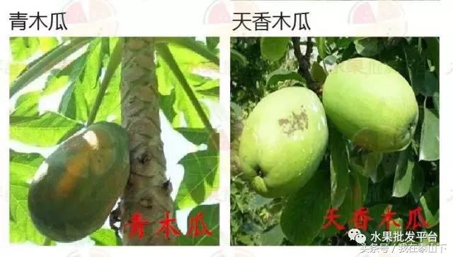 水果分类分为哪几类,超市水果分类表一览表