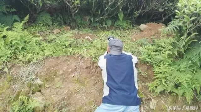 漳平水仙寻茶,永春特级老枞水仙价格