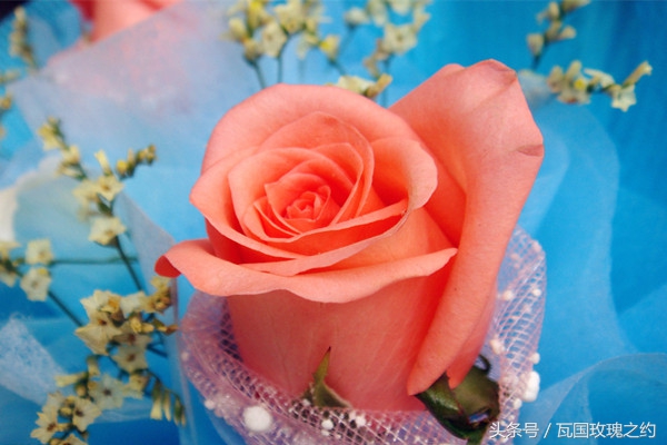 玫瑰的花语取名,玫瑰的花语100句