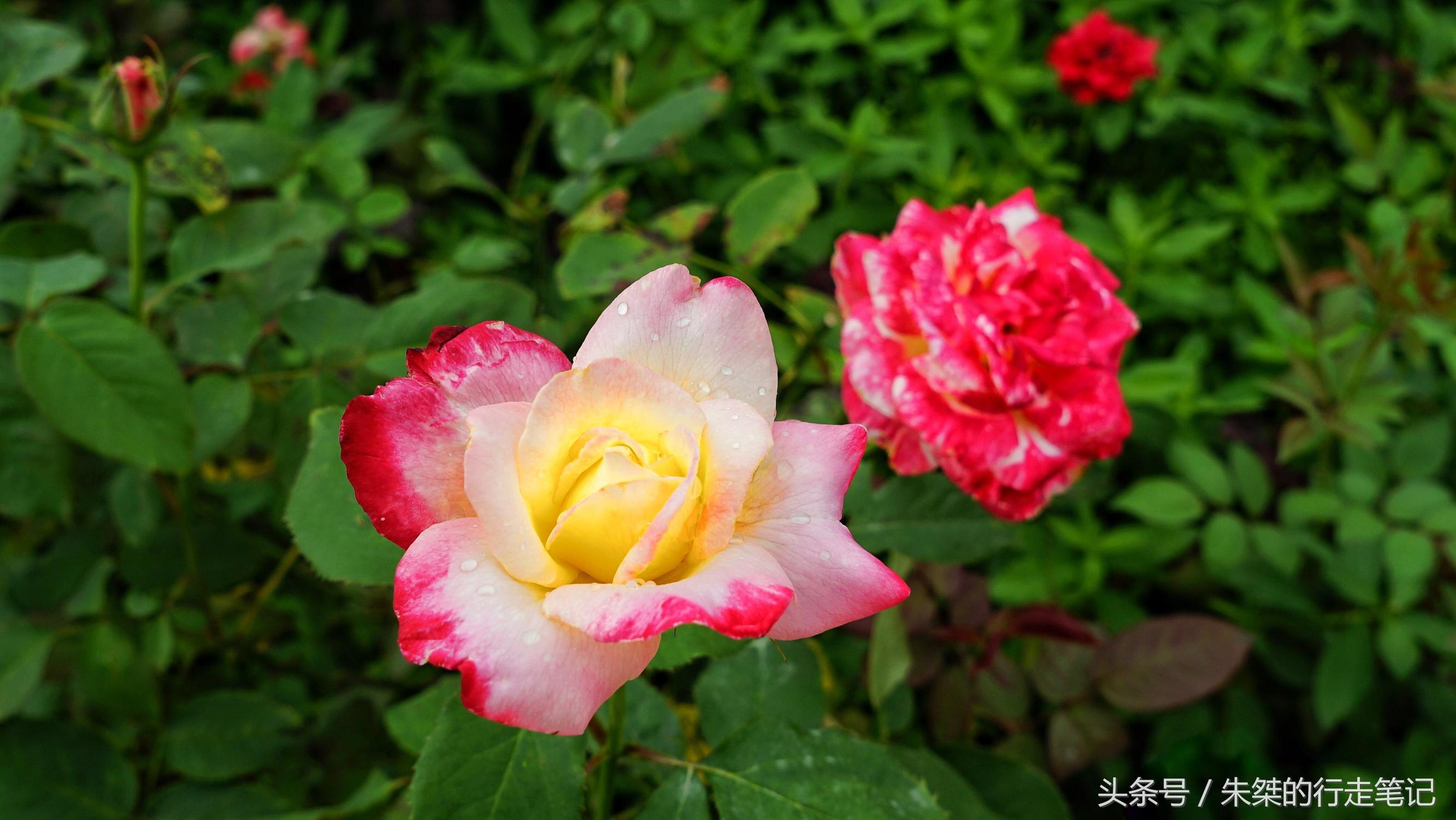 黄姚花海已经荒成草海,黄姚花海景区