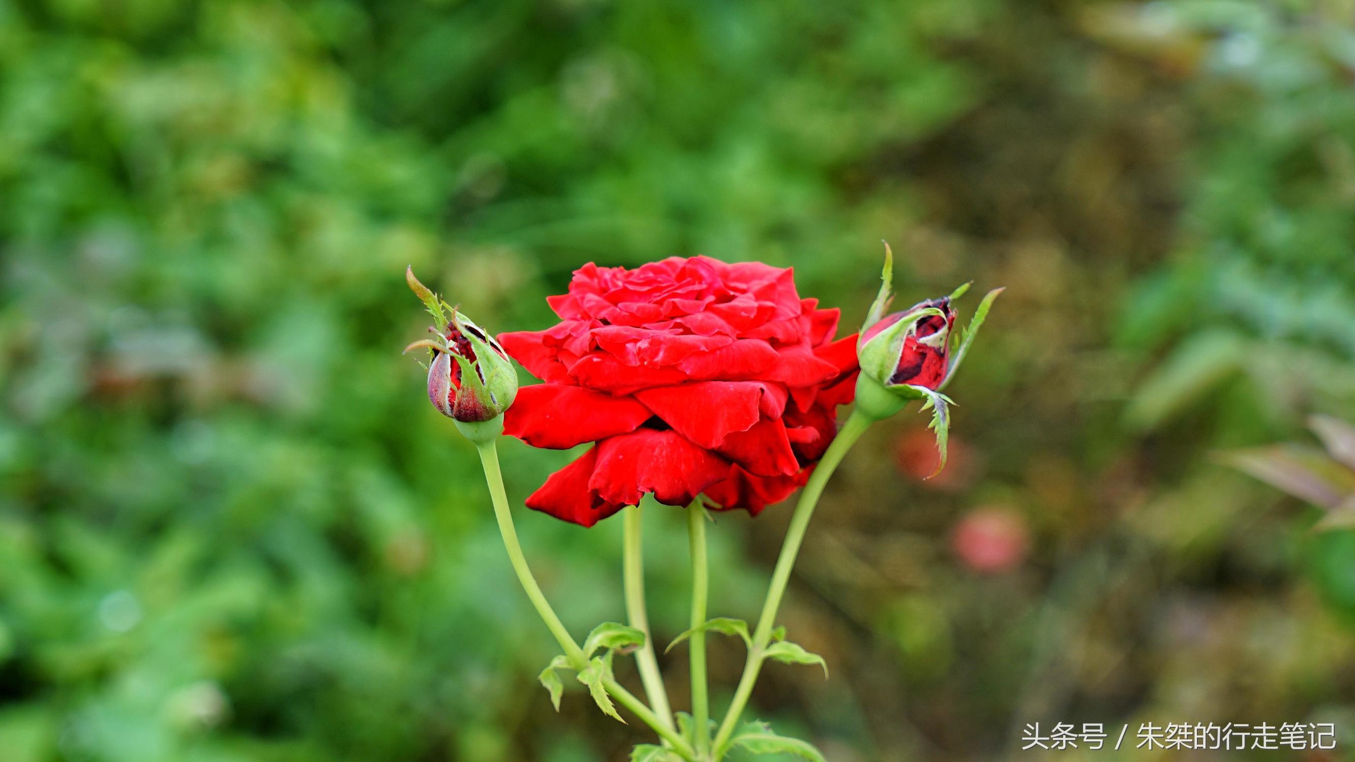 黄姚花海已经荒成草海,黄姚花海景区