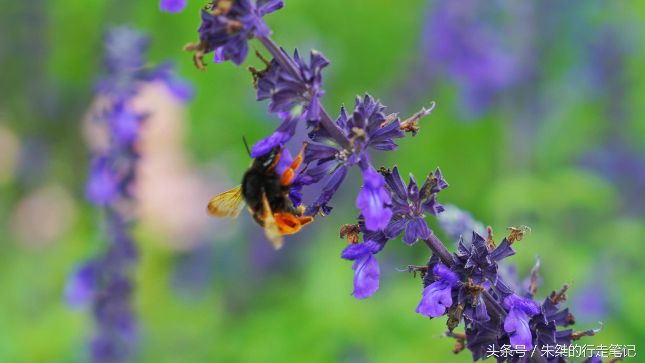 黄姚花海已经荒成草海,黄姚花海景区