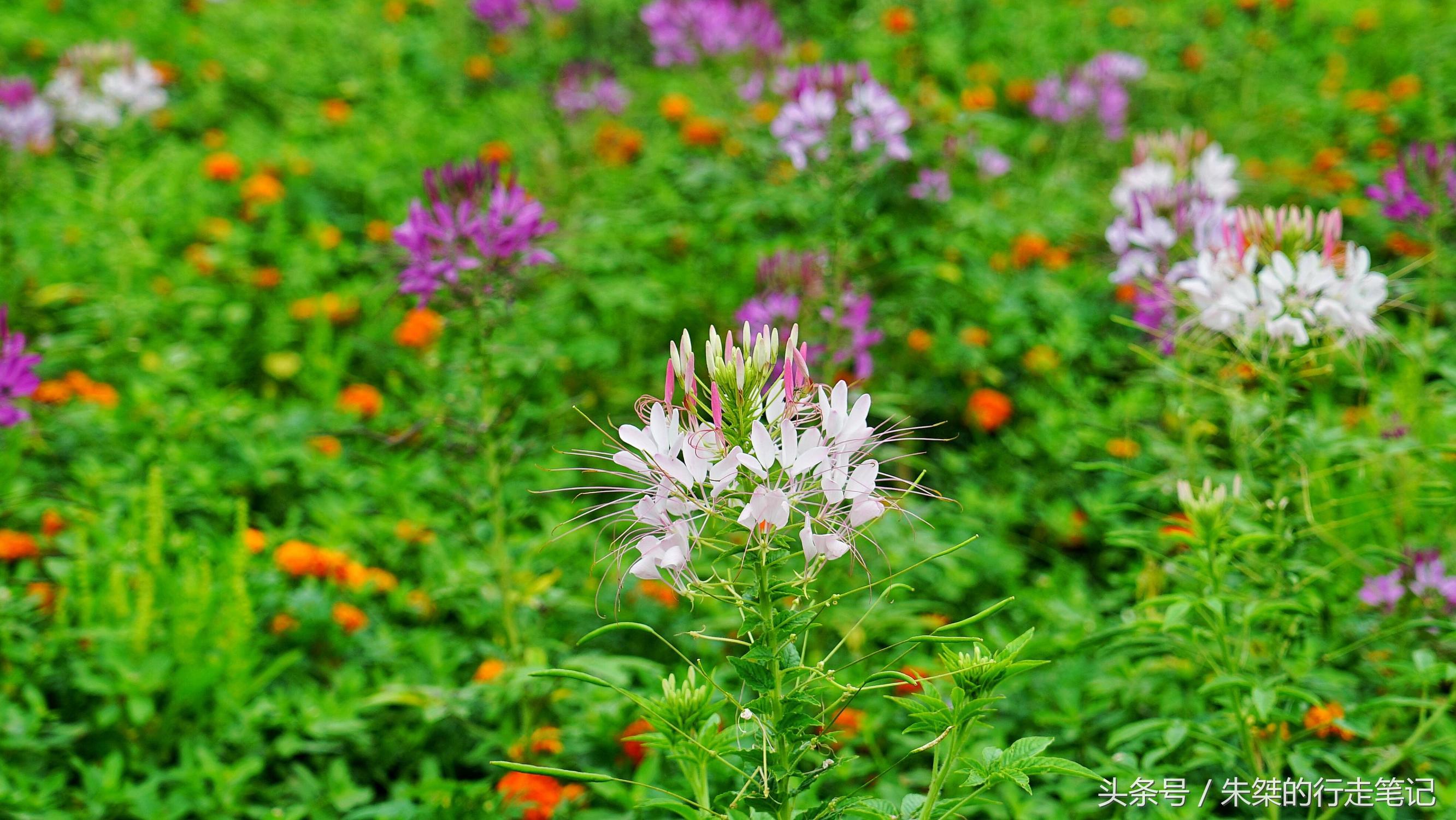 黄姚花海已经荒成草海,黄姚花海景区