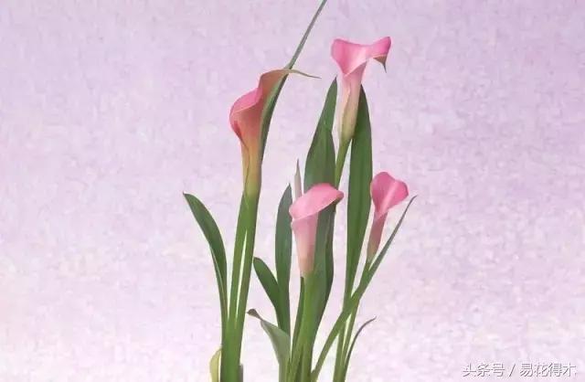 如何才能让马蹄莲复花,马蹄莲什么时候休眠什么时候开花