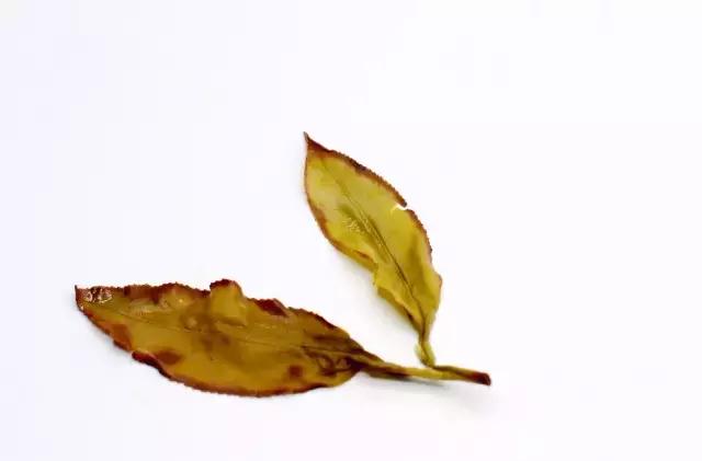 茶旅｜温润如水仙，会是你生活中的日常