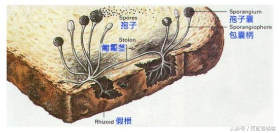 面包发霉还能吃吗,吃了一块发霉的面包怎么办