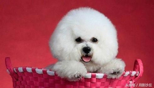 如何训练比熊做拜年动作,比熊幼犬训练小视频