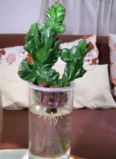 姘村煿鐜夋爲妞嶇墿,鐩嗘牻鐨勯搧鏍戝彲浠ユ按鍩瑰悧