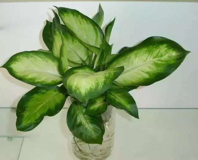 姘村煿鐜夋爲妞嶇墿,鐩嗘牻鐨勯搧鏍戝彲浠ユ按鍩瑰悧