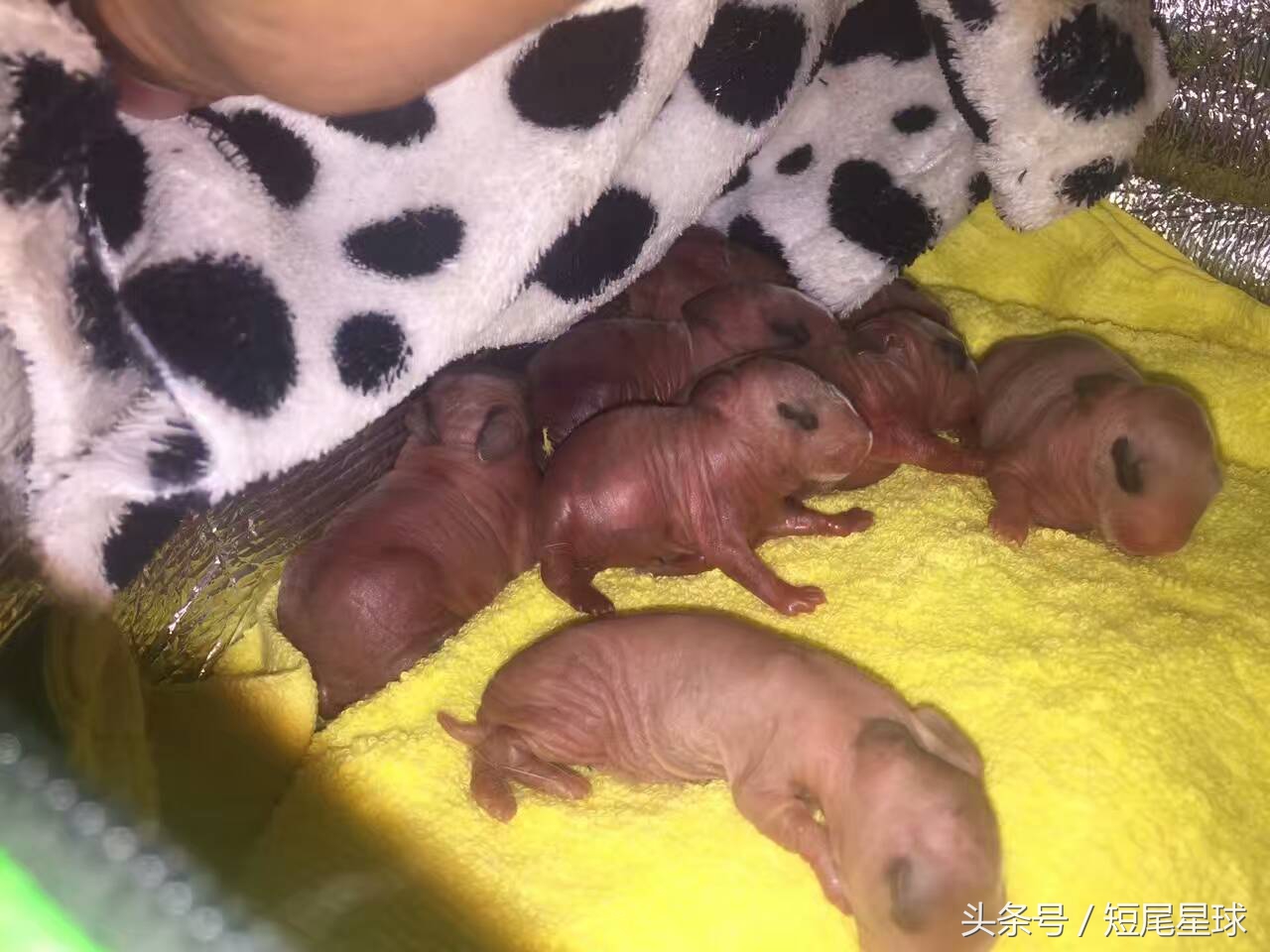 兔宝宝刚出生怎么喂,刚出生的兔宝宝要和妈妈分开吗