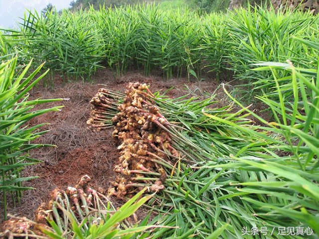 吃生姜片有什么功效,吃醋泡生姜的功效与作用