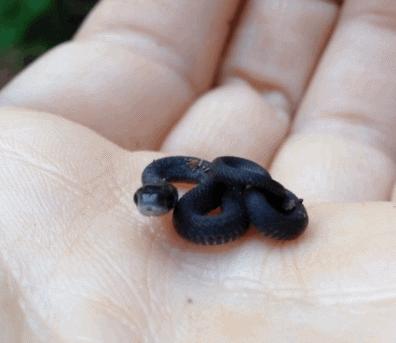 有点吓人的面膜,voodoo蛇毒面膜白与黑区别