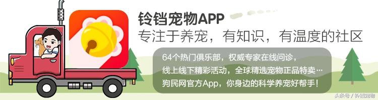 猫狗拆家 (猫狗一起拆家了)