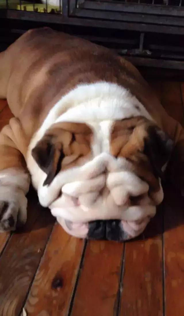 这6种情况不能洗澡,有这五个状况说明狗狗不健康