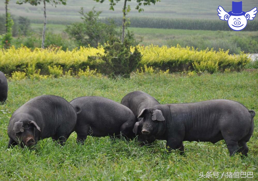 猪病用药大全及治疗方法,16种常见猪病治疗