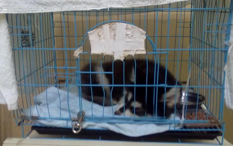 狗狗得了细小医了4000块钱算多吗,犬瘟救命药